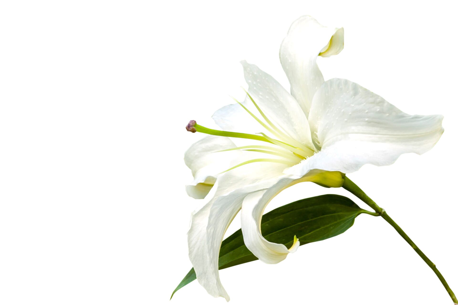 Weiße Blüte